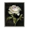 Stupell Industries Peony on Black Floater Framed Canvas Wall Art Design by Danhui Nai